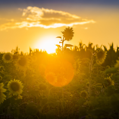 Sonnenblumen Bokeh 03.jpg
